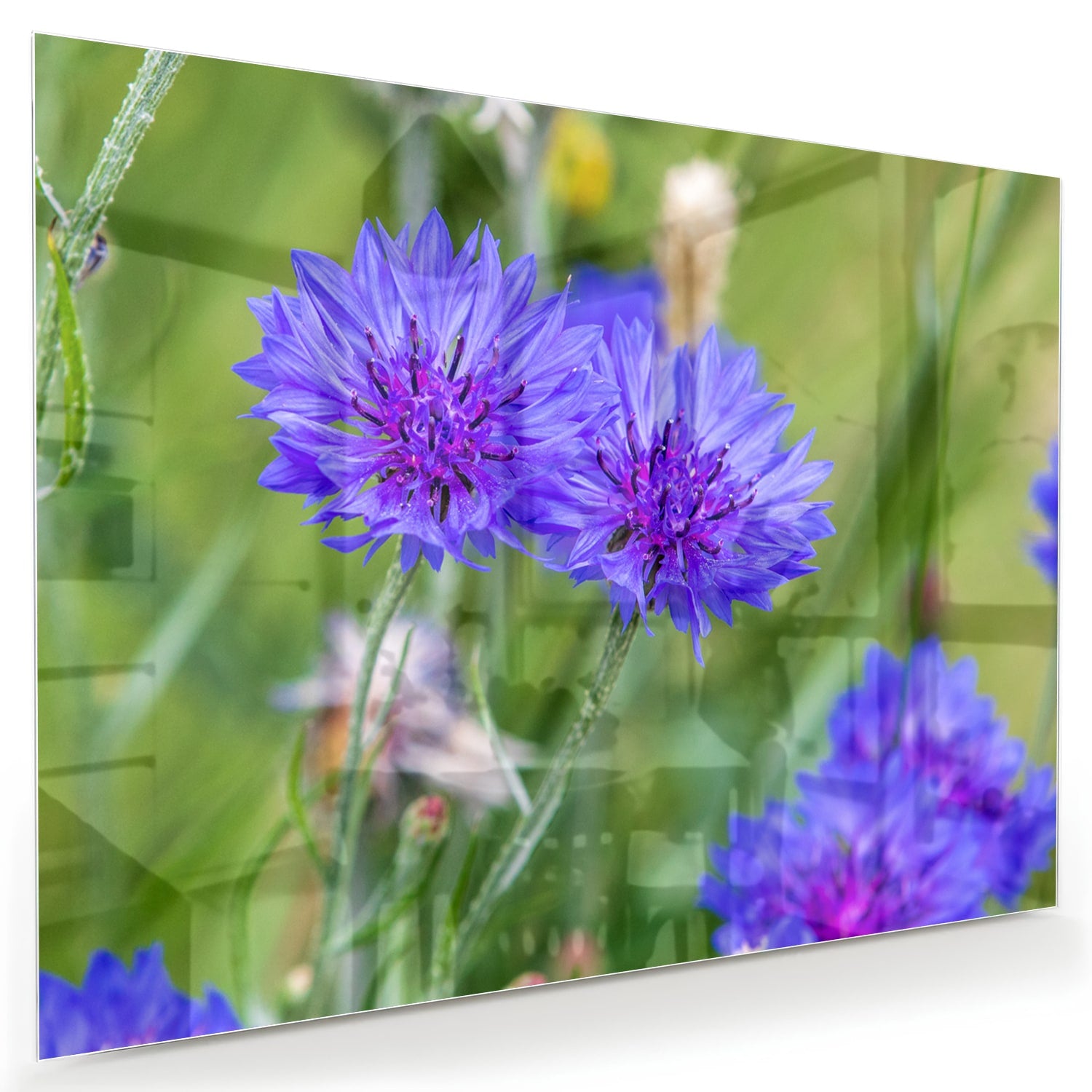 Glazen schilderij met paarse bloemen in een moderne woonkamer.