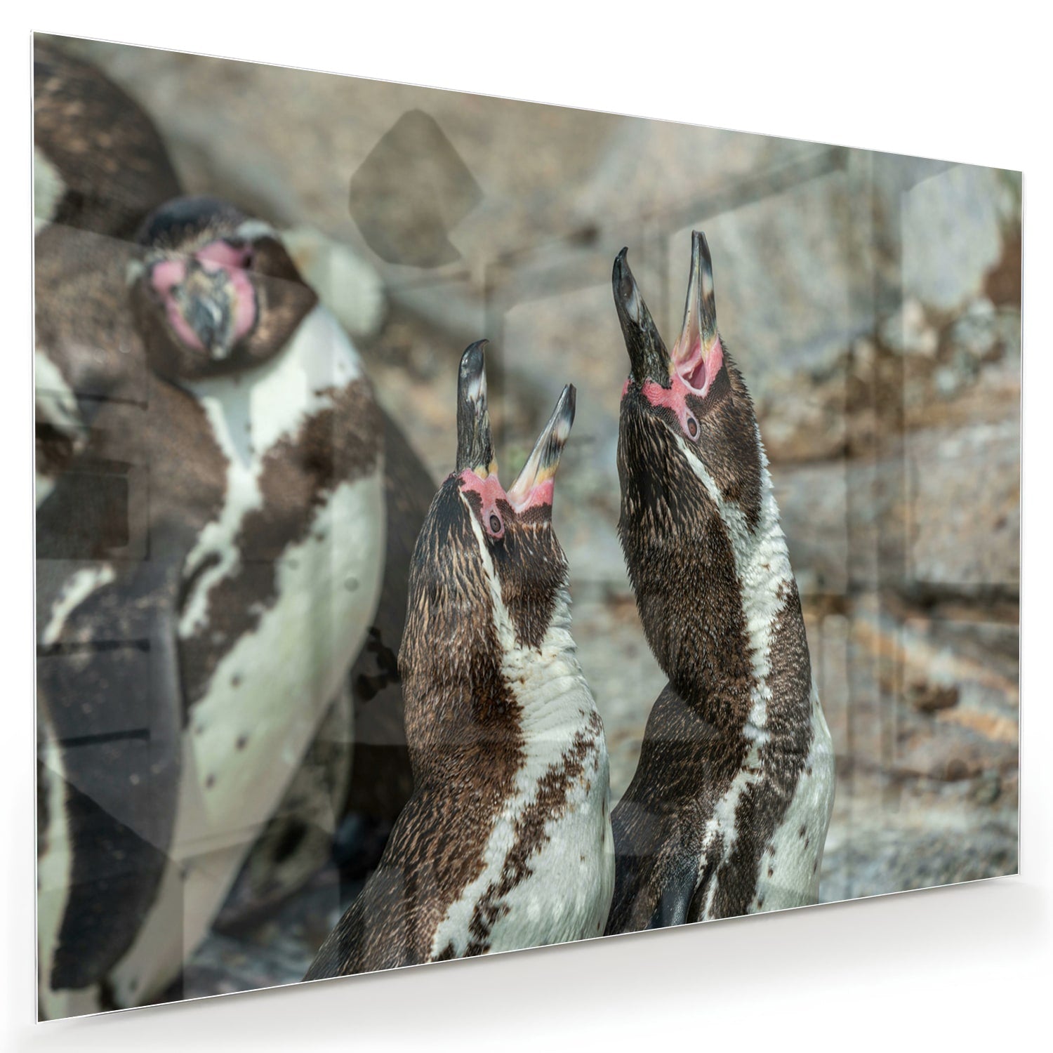 Glas schilderij met vrolijke pinguns op een muur in een modern interieur.