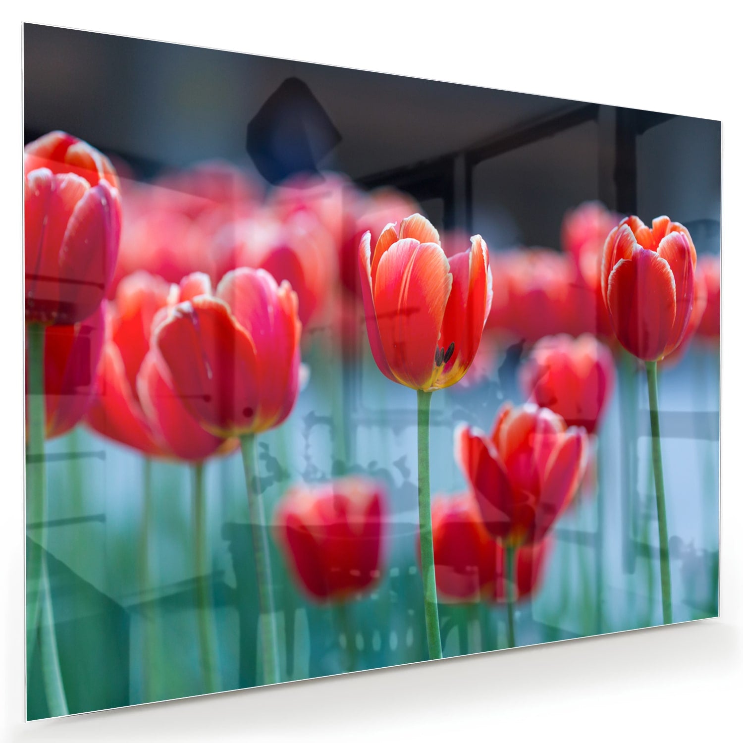 Glazen schilderij met rode tulpen op een witte muur