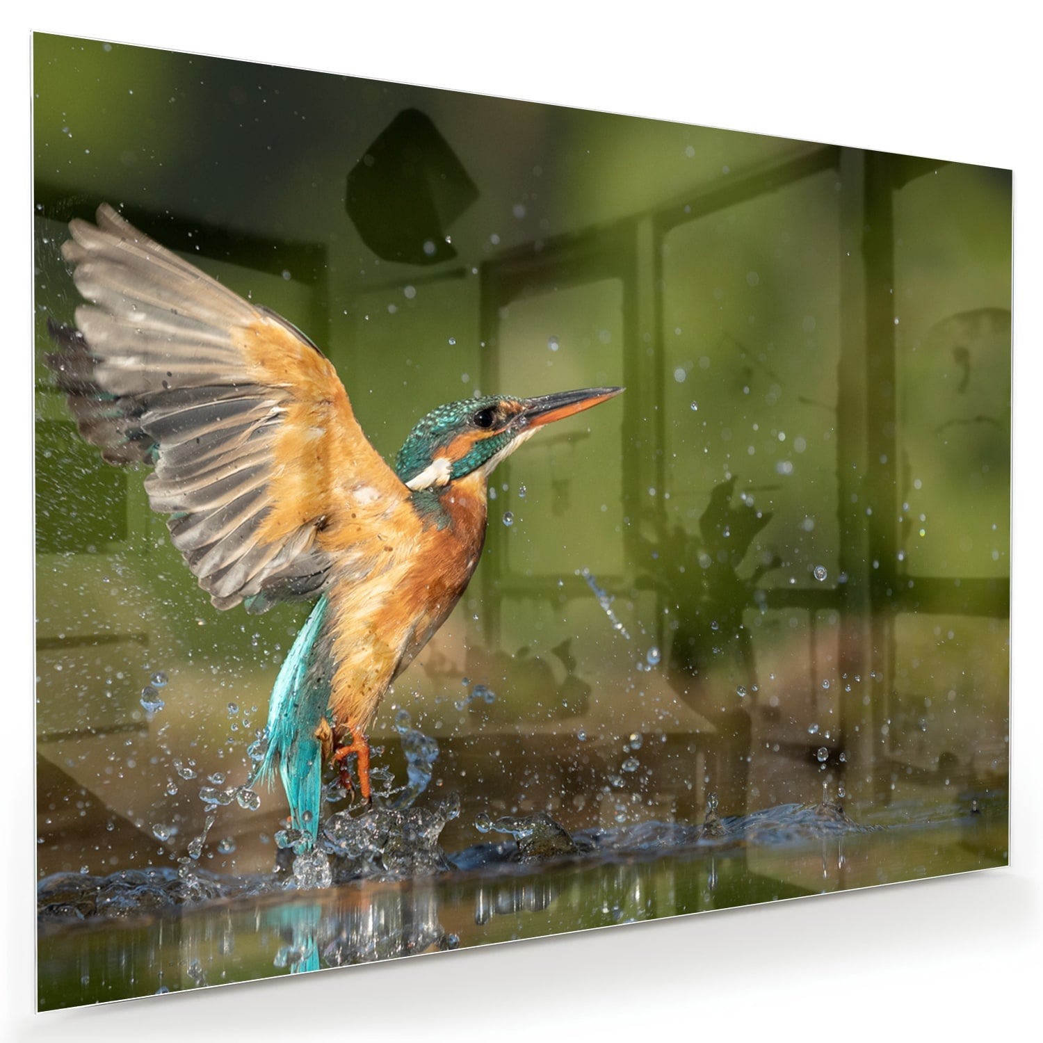 Glazen schilderij van een ijsvogel die in het water duikt