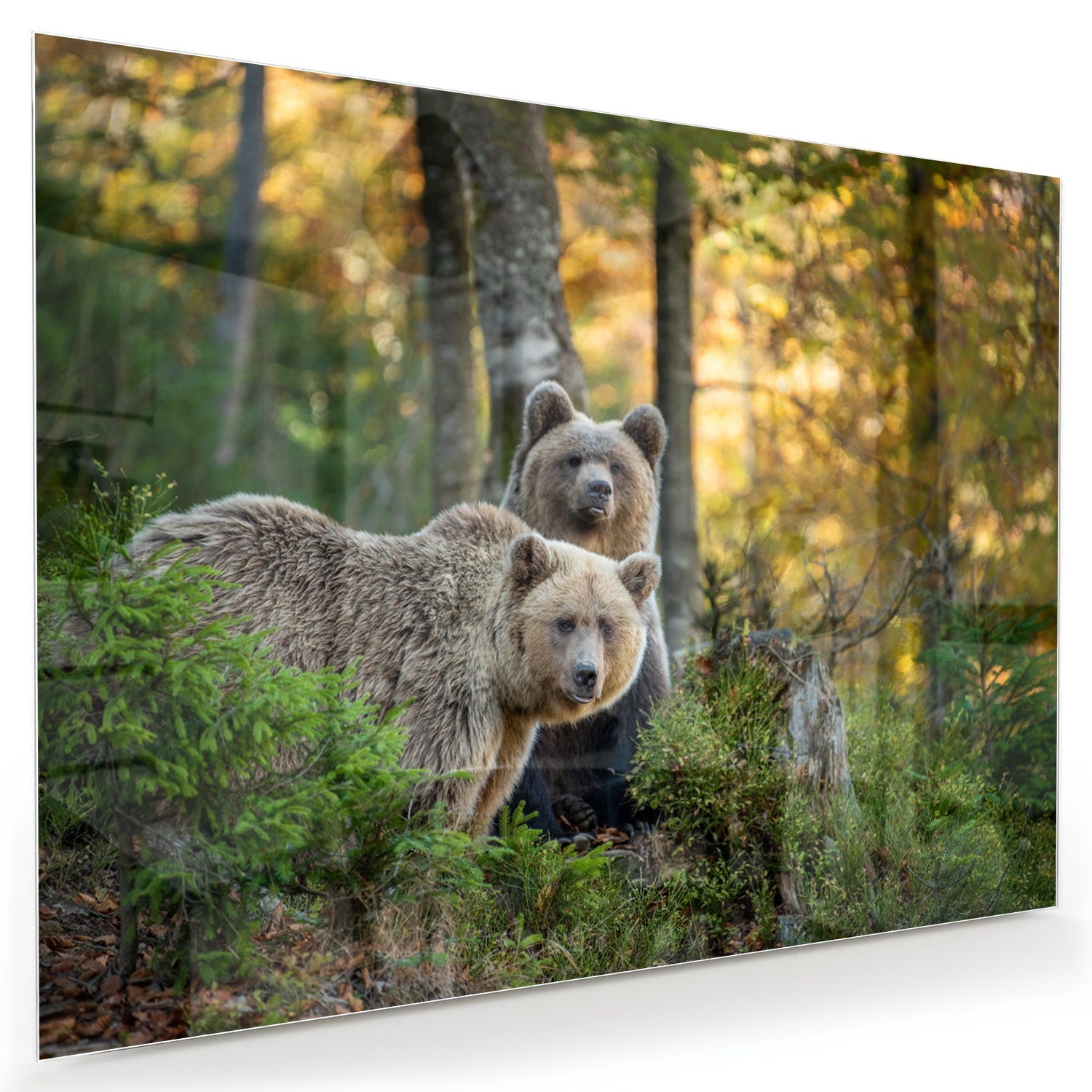 Glazen schilderij met twee schattige beren in een bosrijke omgeving