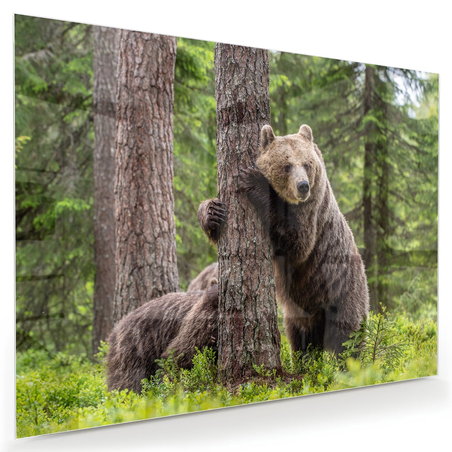 Glazen schilderij van een grizzly beer leunend tegen een boom in de natuur.