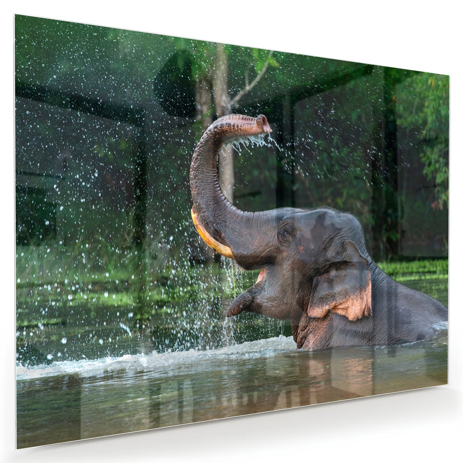 Glazen schilderij van een olifant die speelt in het water