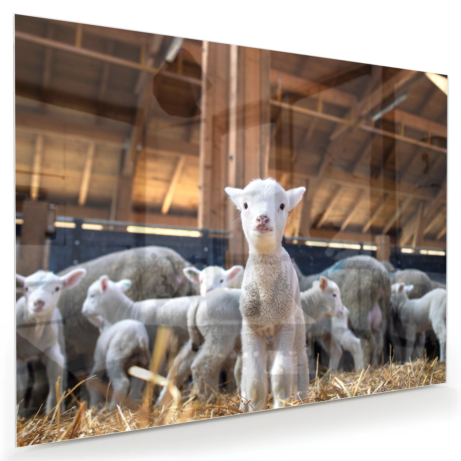 Glazen schilderij met lammetjes in een stal, perfect voor huisdecoratie.