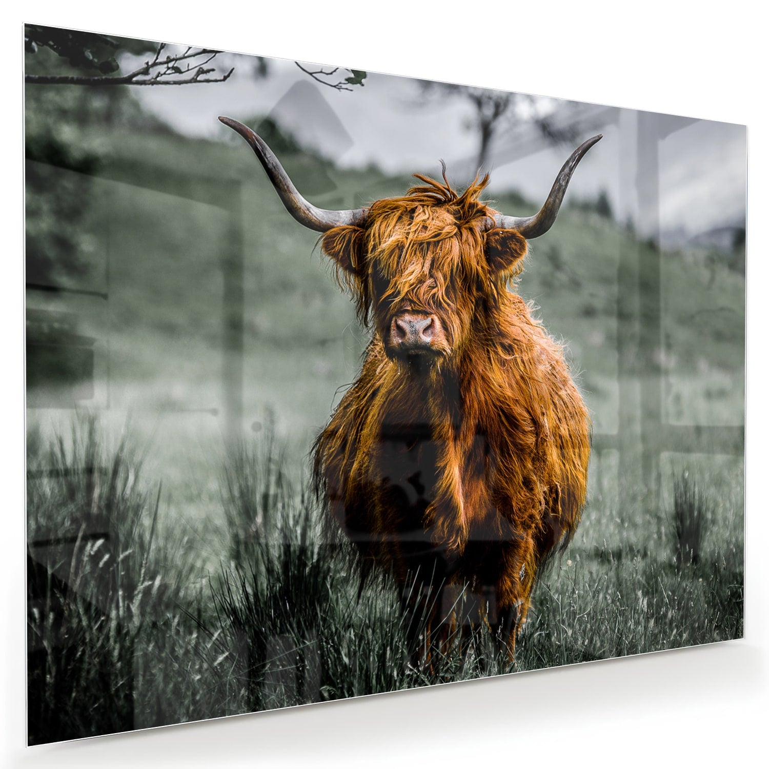 Schots Hooglander schilderij op glas in een groene omgeving.