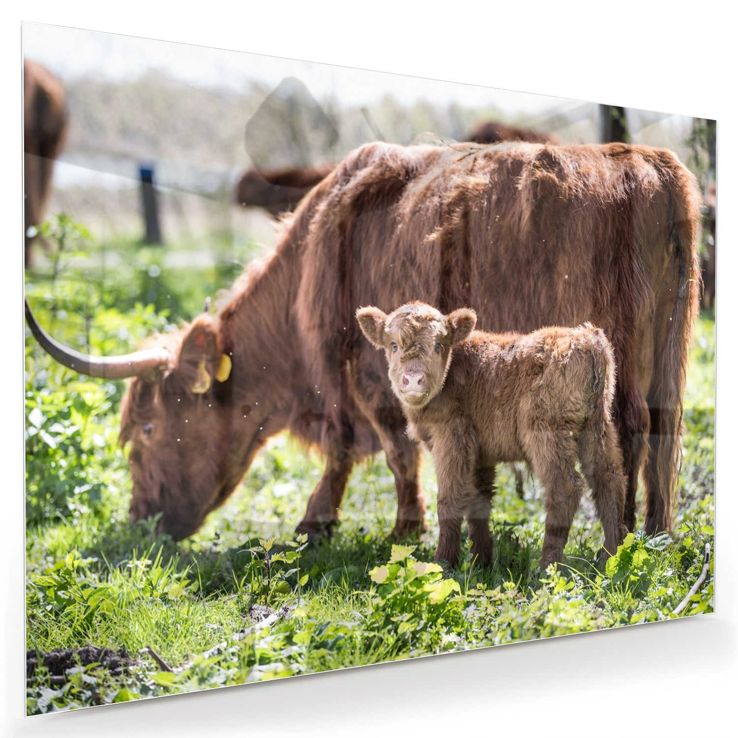 Glazen schilderij van een moederkoe met haar kalf in een groene weide.