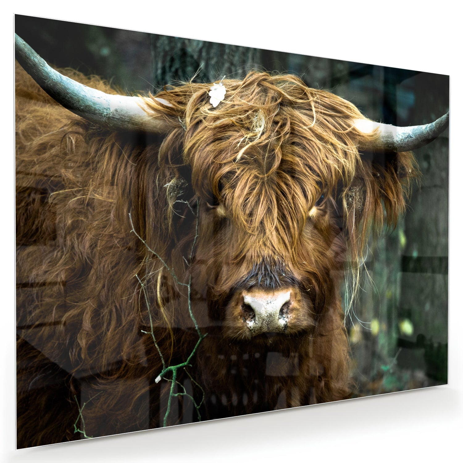 Glazen schilderij van een Schotse Hooglander in een natuurlijke omgeving