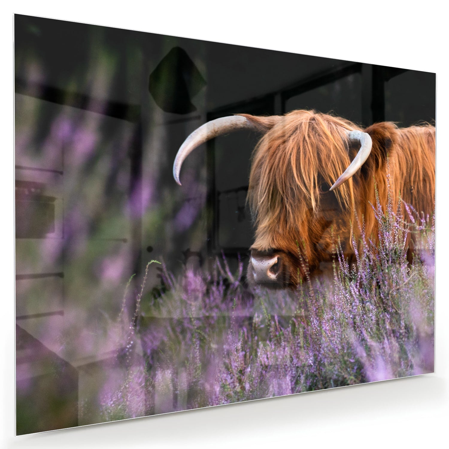 Glazen schilderij van een Schotse Hooglander met lavendel op de achtergrond.