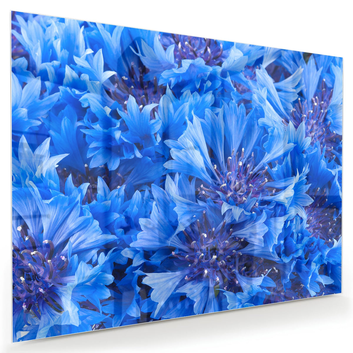 Glazen schilderij met een prachtig blauw bloemenmotief aan de muur