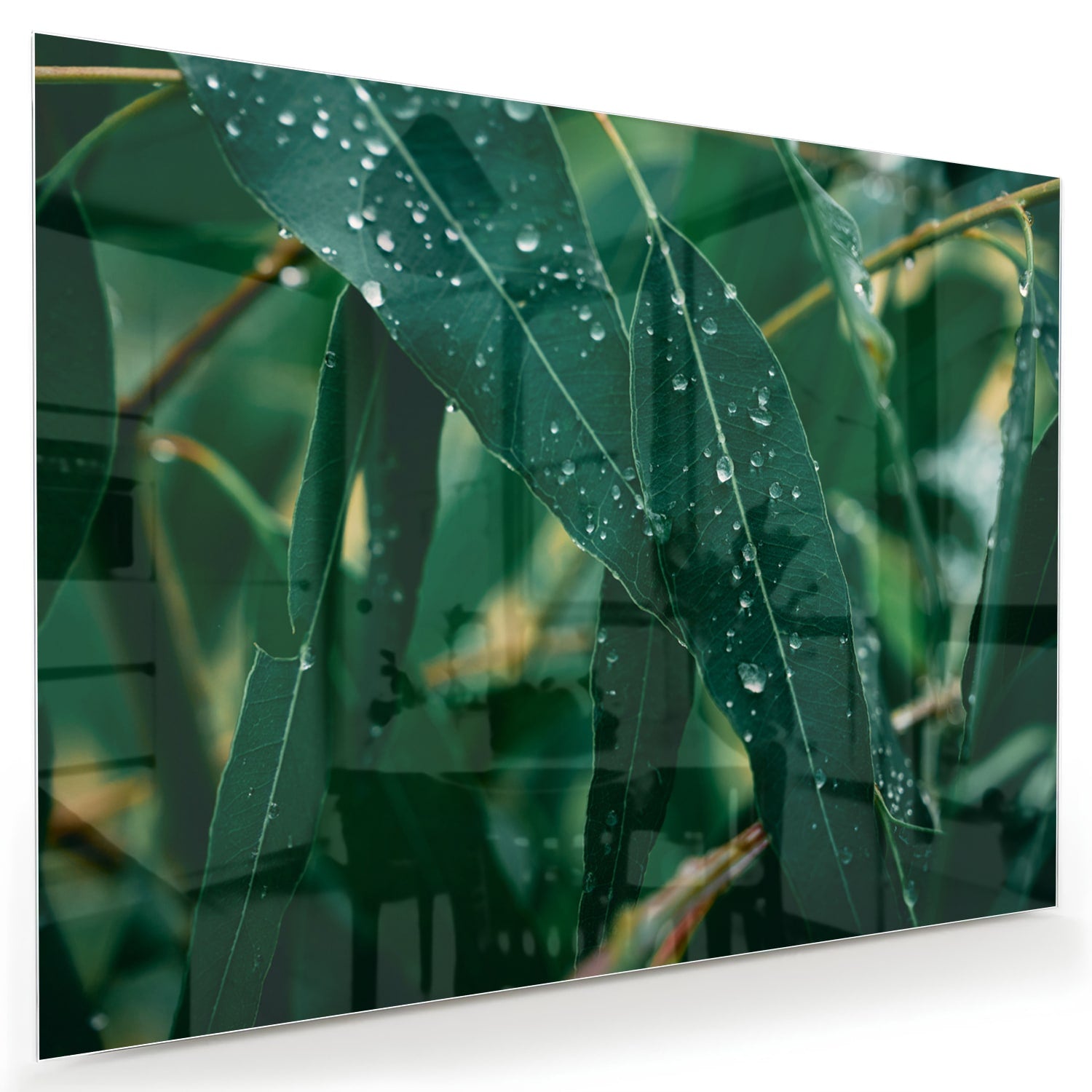 Glas schilderij van groene bladeren met dauwdruppels in een interieur