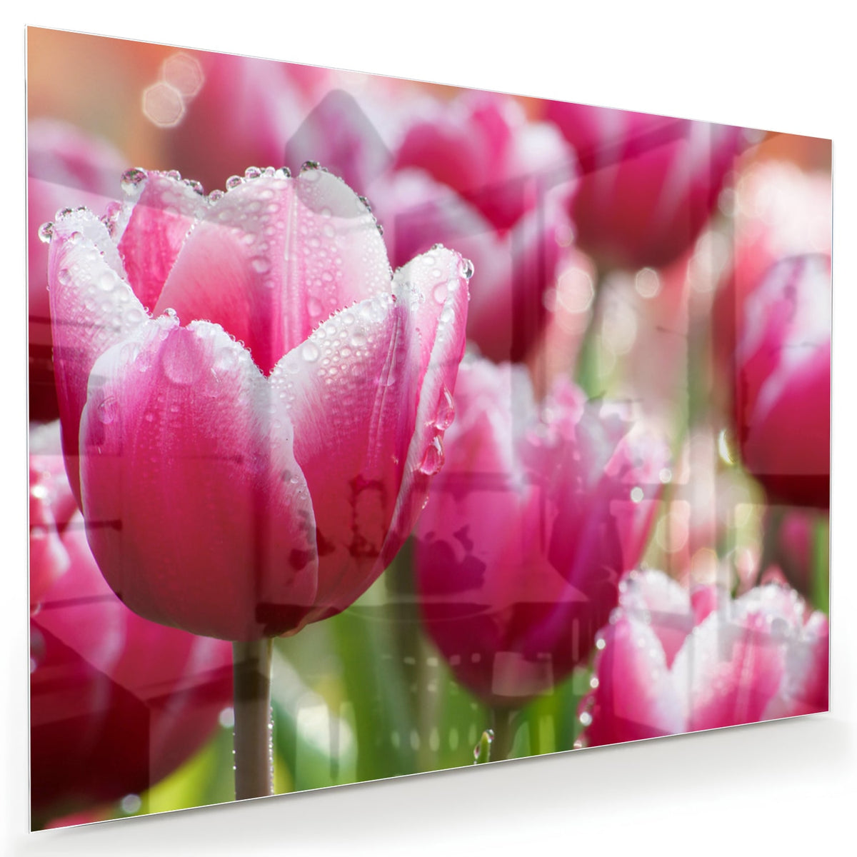 Glazen schilderij van roze tulpen met dauwdruppels, elegant en kleurig.