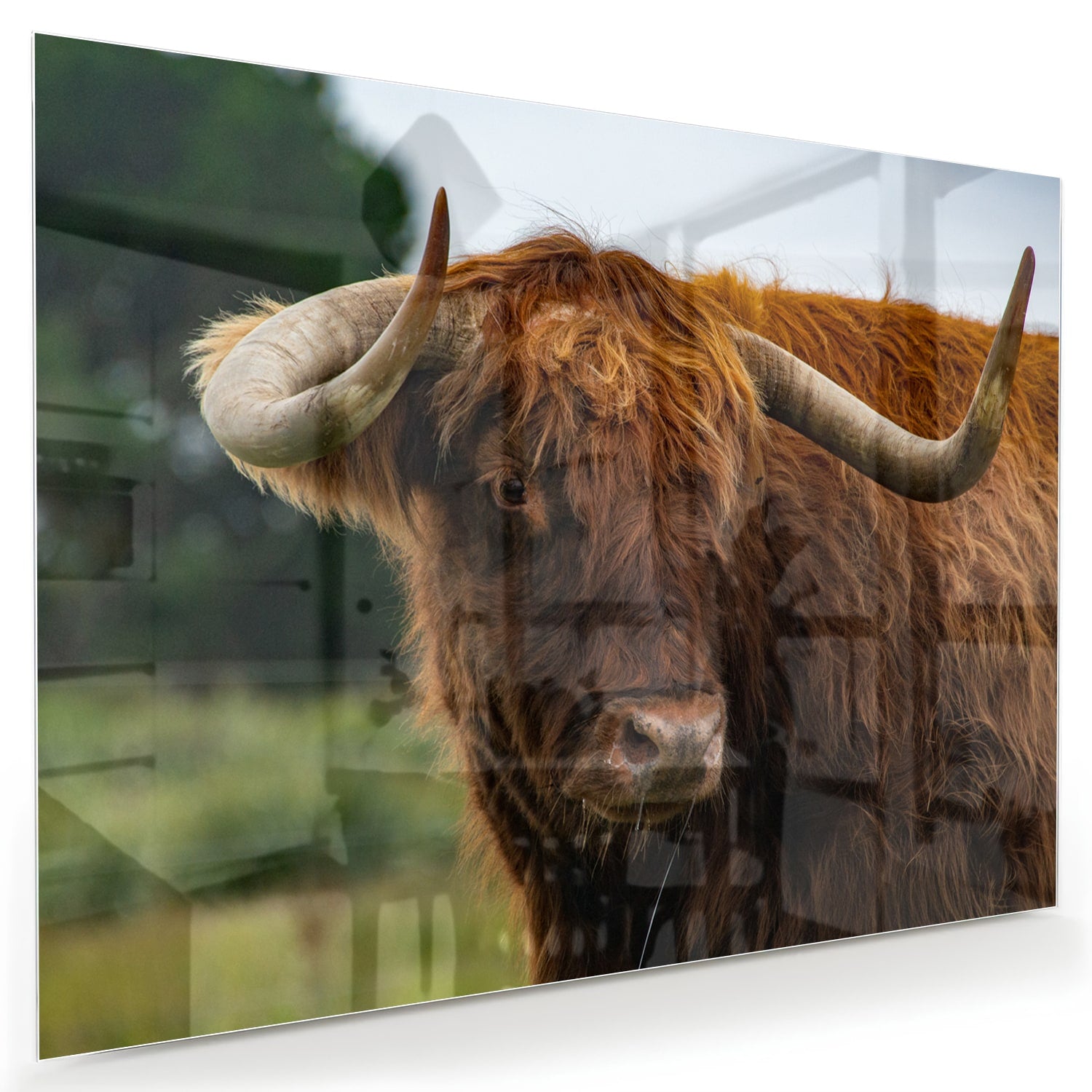 Glas schilderij van een Schotse Hooglander in een moderne woonkamer