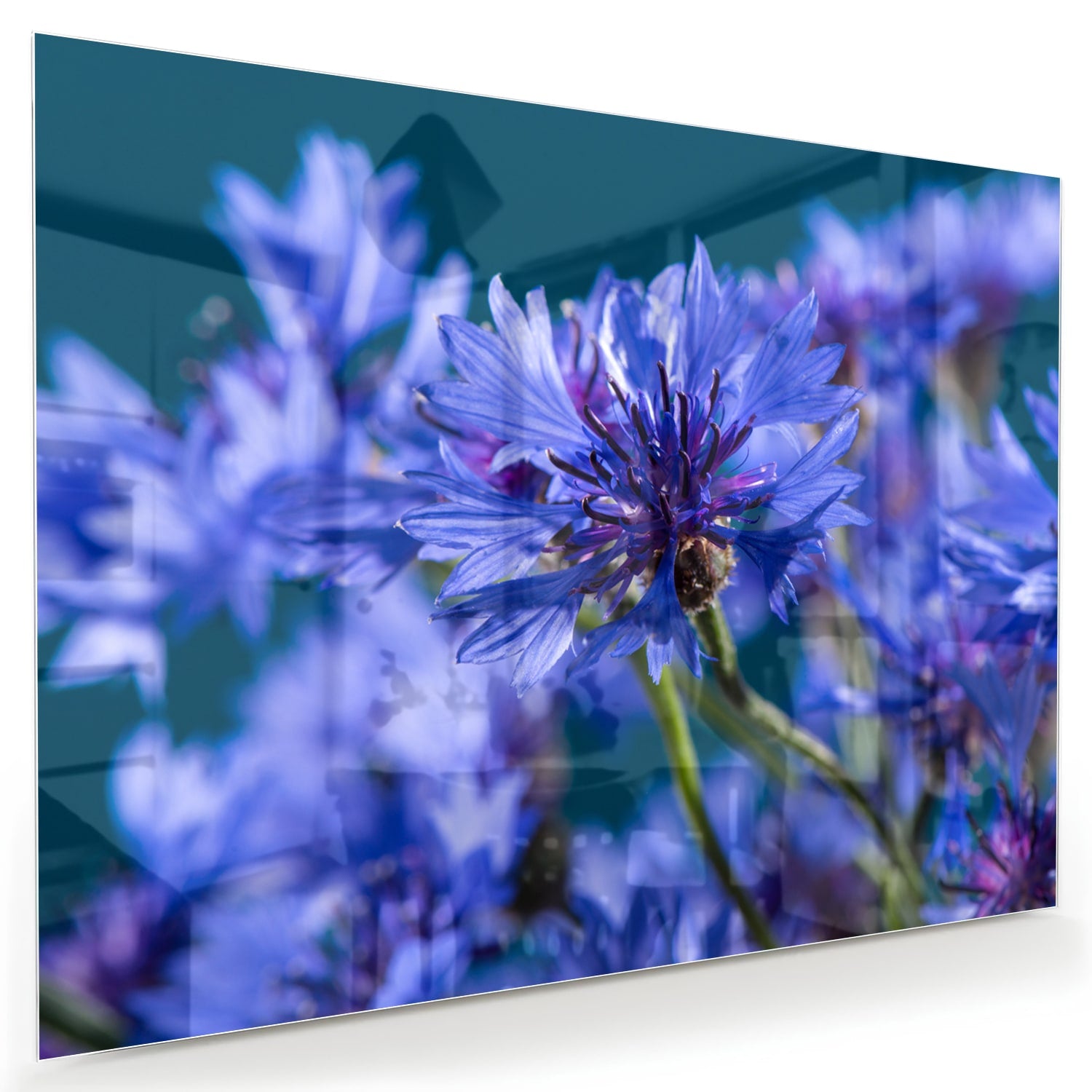 Een glazen schilderij met paarse bloemen op een witte muur, in een sfeervolle woonkamer.