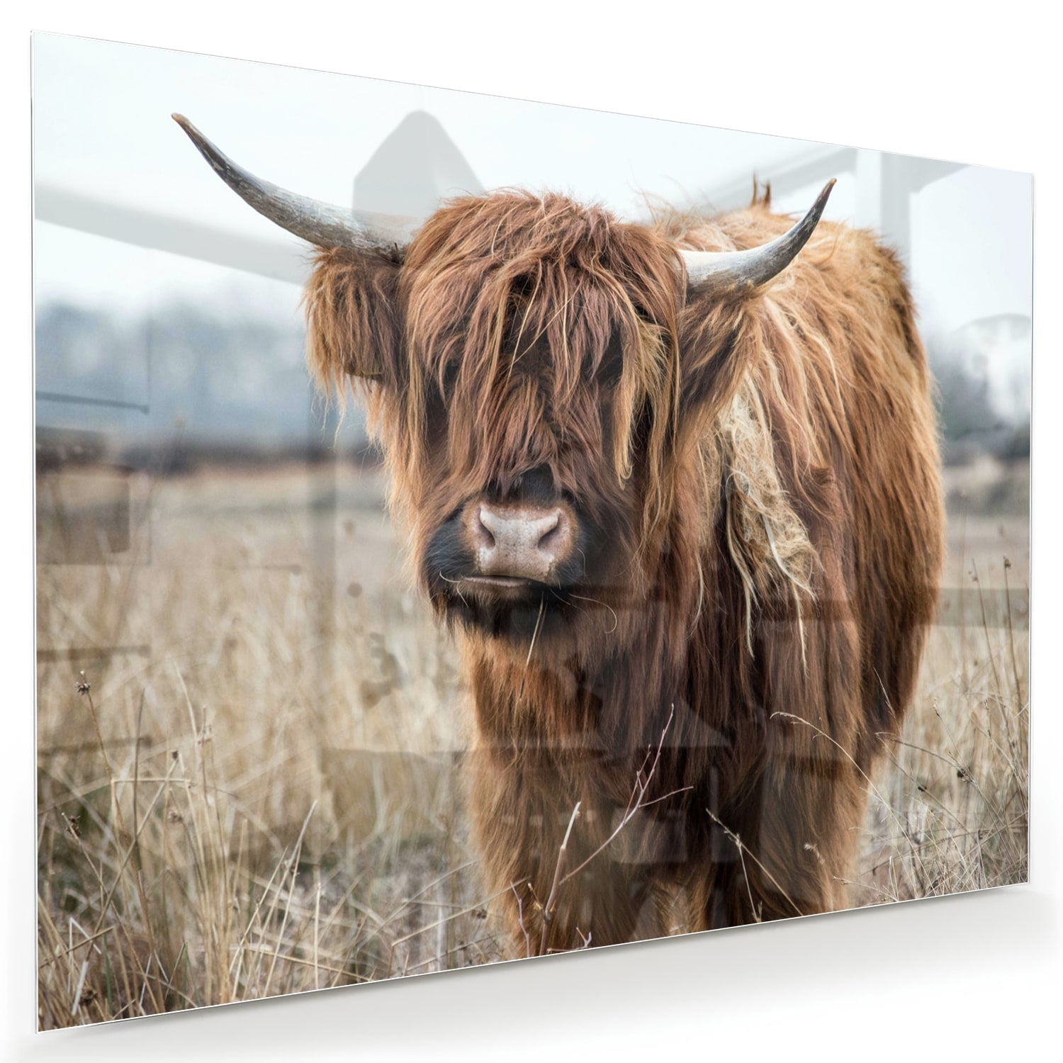 Glazen schilderij met een Houten Hooglander in een natuurlijke omgeving.