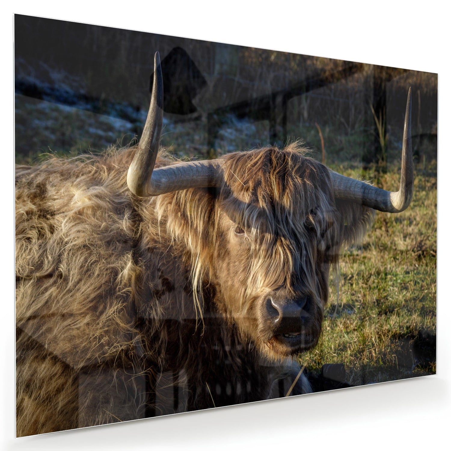 Glazen schilderij van een Highlander rund in een groene omgeving