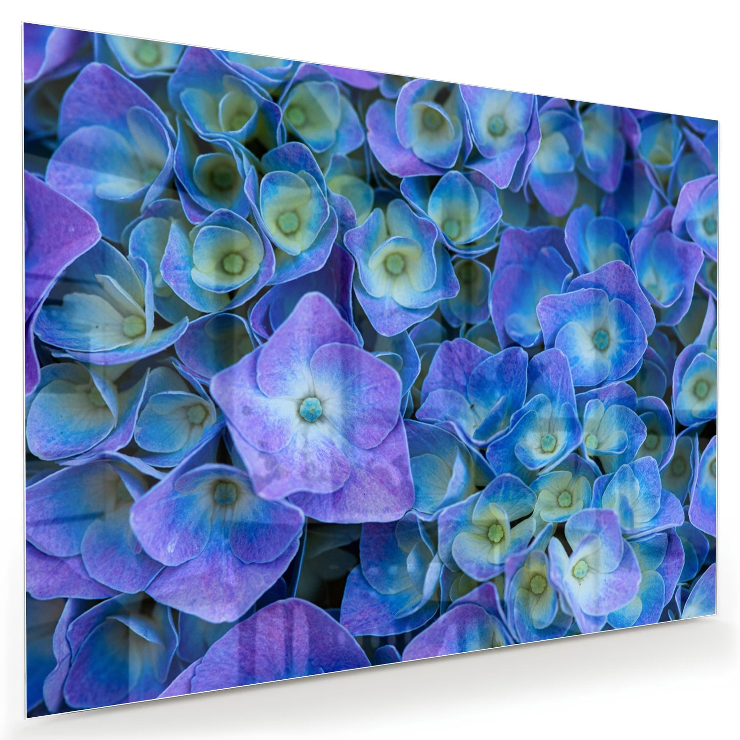 Glas schilderij met mooie blauwe bloemen aan de muur