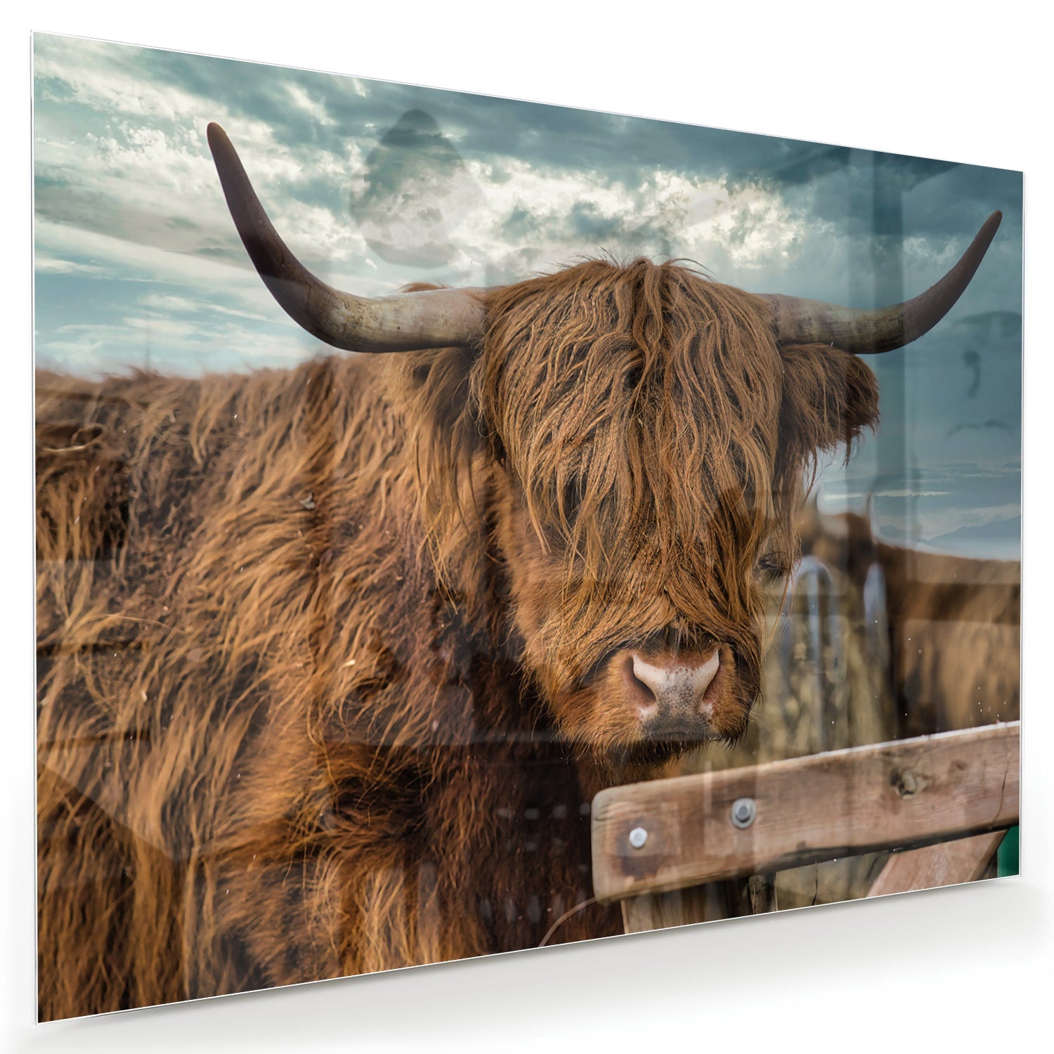 Glas schilderij van een Highlander koe met een mooie achtergrond.
