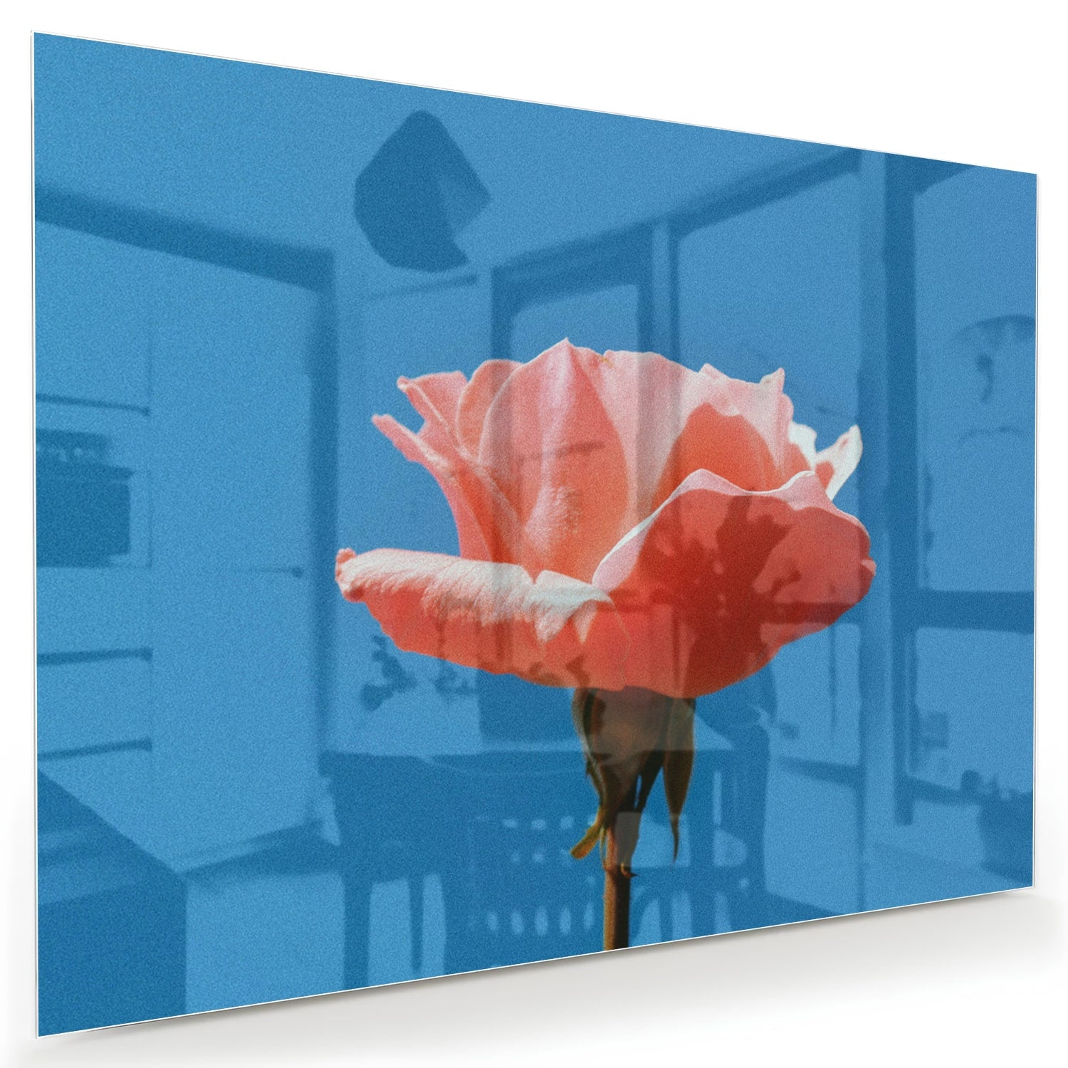 Glas schilderij van een roze roos op een blauwe achtergrond, geschikt voor wanddecoratie.