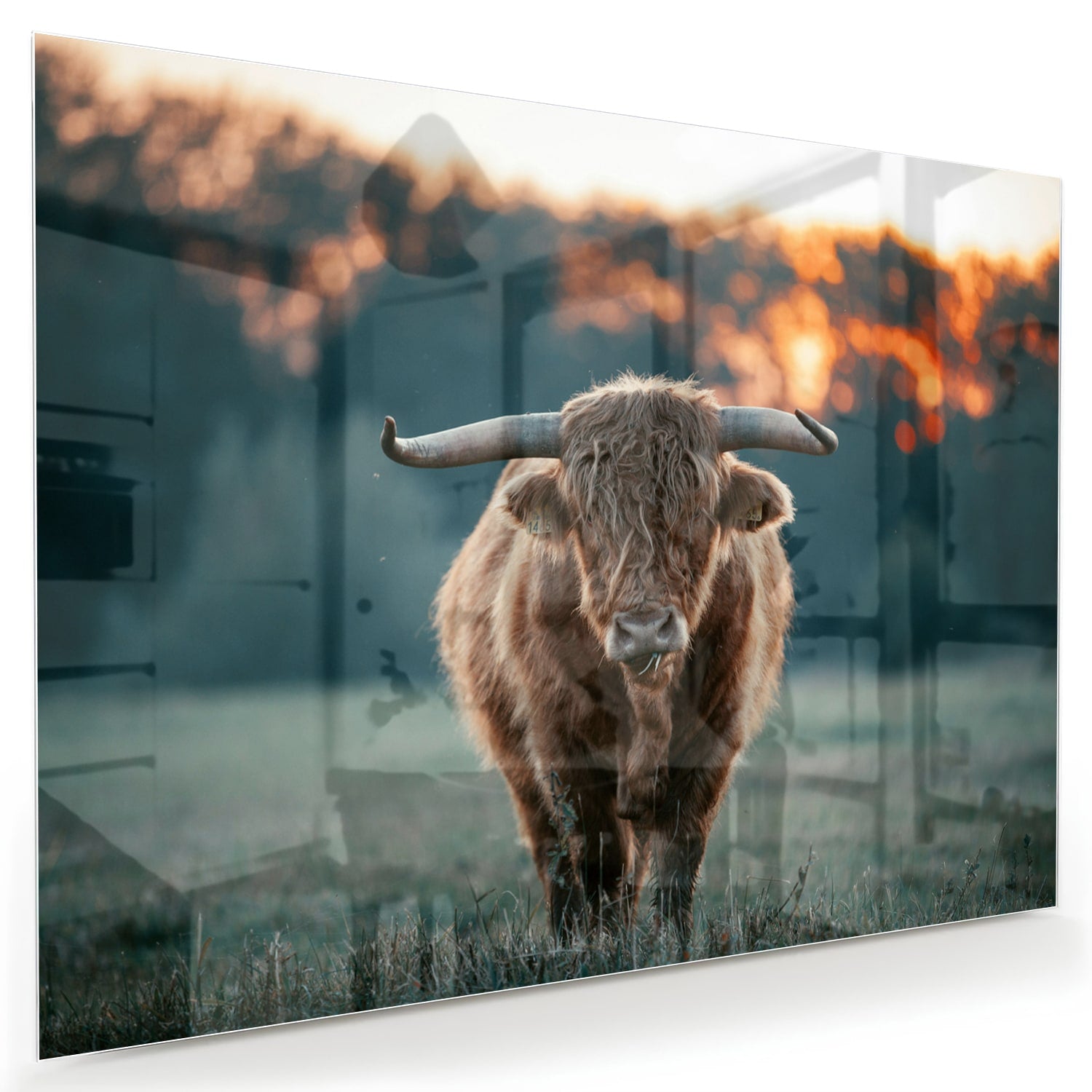 Glazen schilderij van een Schotse Hooglander in een natuurlijke setting.