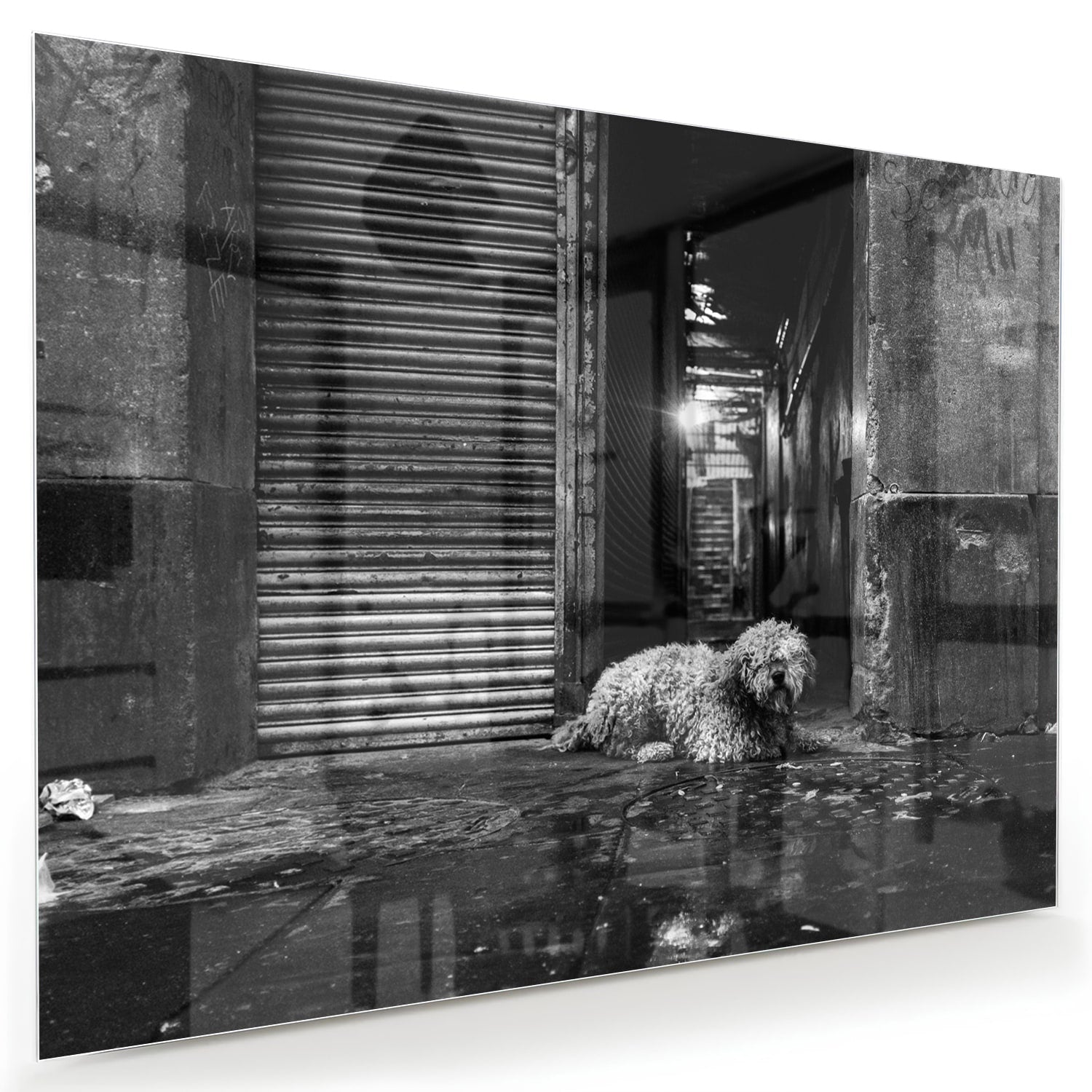 Zwart-wit glazen schilderij van een hond in een regenachtige straat