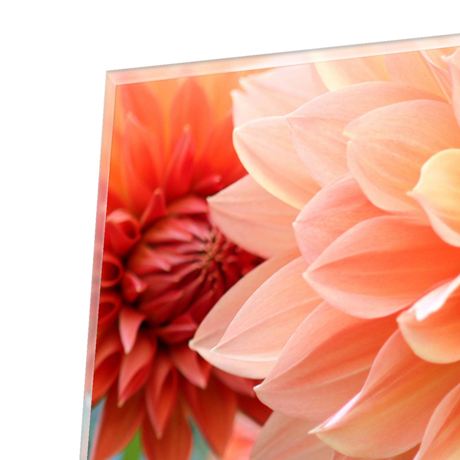 Glazen schilderij met een pastelroze dahlia in een modern interieur