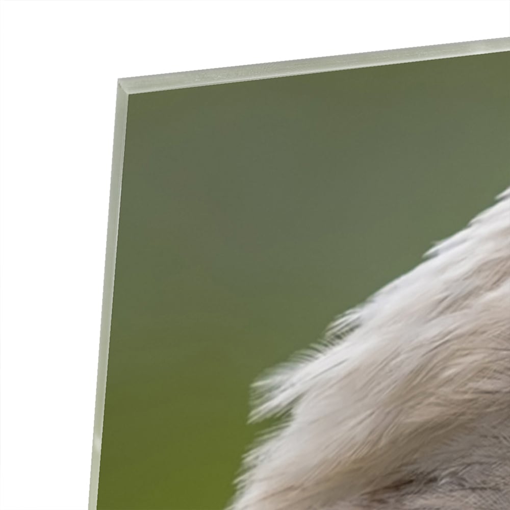 Een prachtig glazen schilderij van een Amerikaanse zeearend met een groene achtergrond.