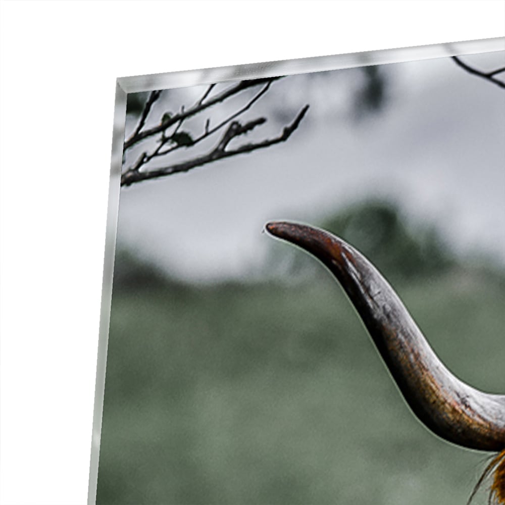 Schots Hooglander schilderij op glas in een groene omgeving.