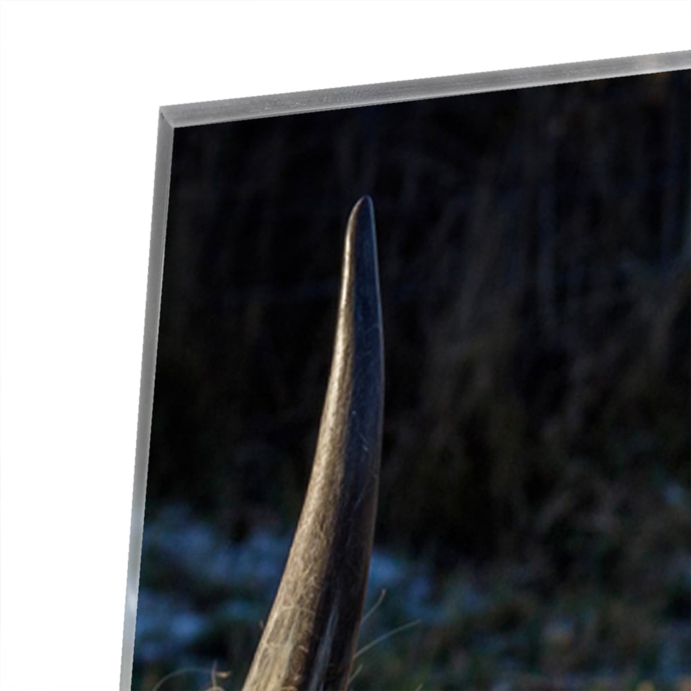Glazen schilderij van een Highlander rund in een groene omgeving