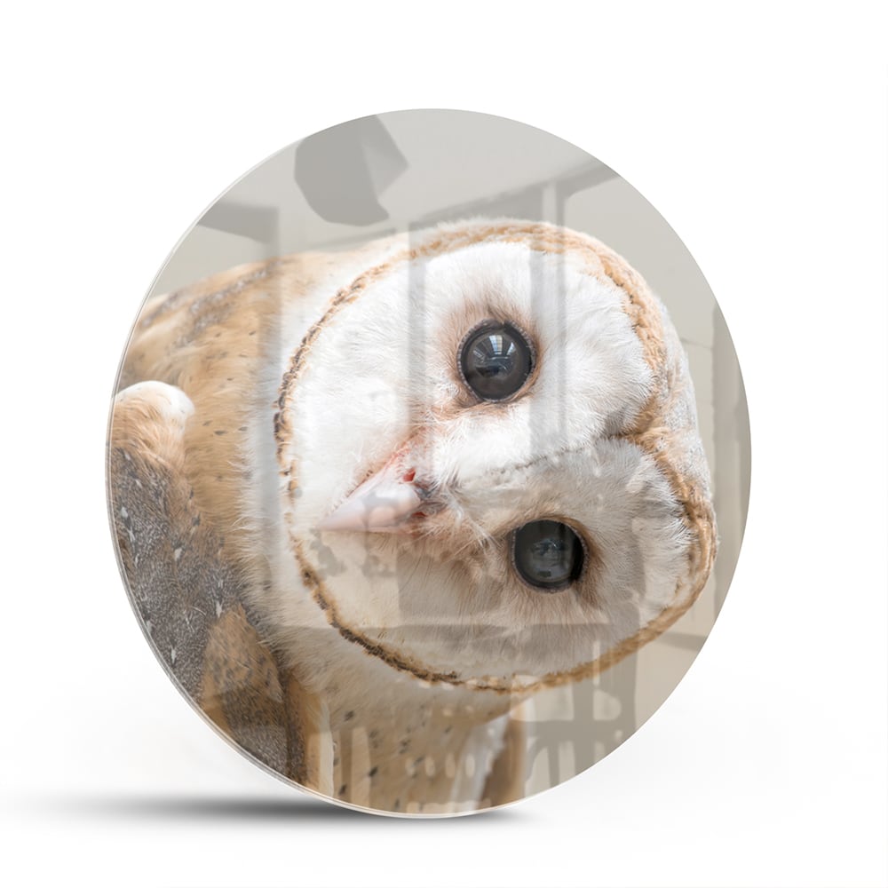 Glazen schilderij van een nieuwsgierige uil aan de muur in een moderne interieursetting.