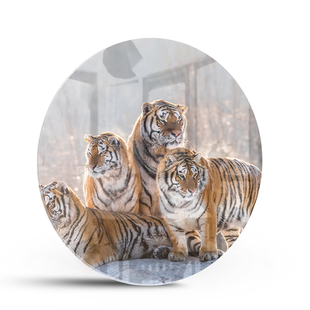 Glazen schilderij met drie tijgers in een moderne woonkamer.