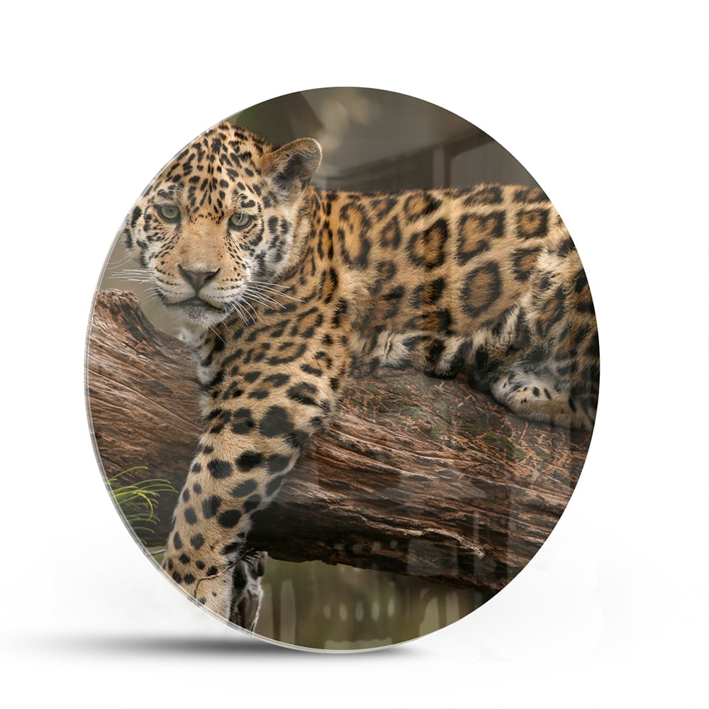 Glas schilderij van een jaguar die op een tak ligt, met een natuurlijke achtergrond.
