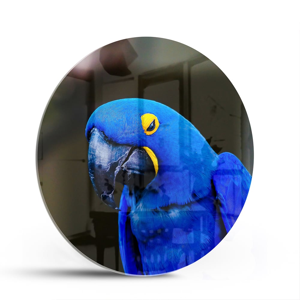 Glazen schilderij van een blauwe ara, ideaal voor wanddecoratie.