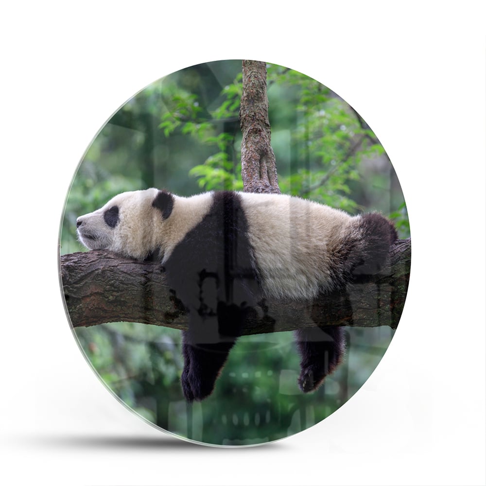 Glazen schilderij van een panda die ontspannen op een tak ligt.