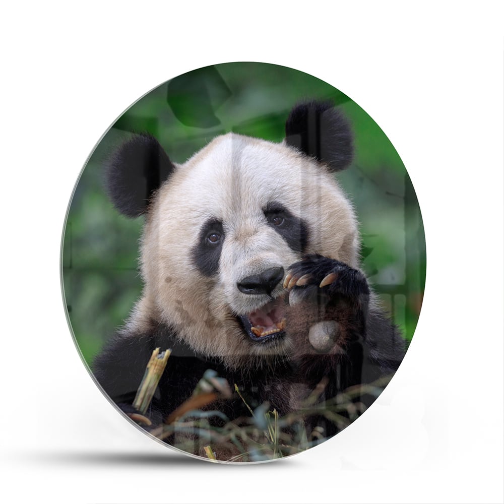 Glazen schilderij met een panda in een groene omgeving, perfect voor mooie interieurdecoratie.