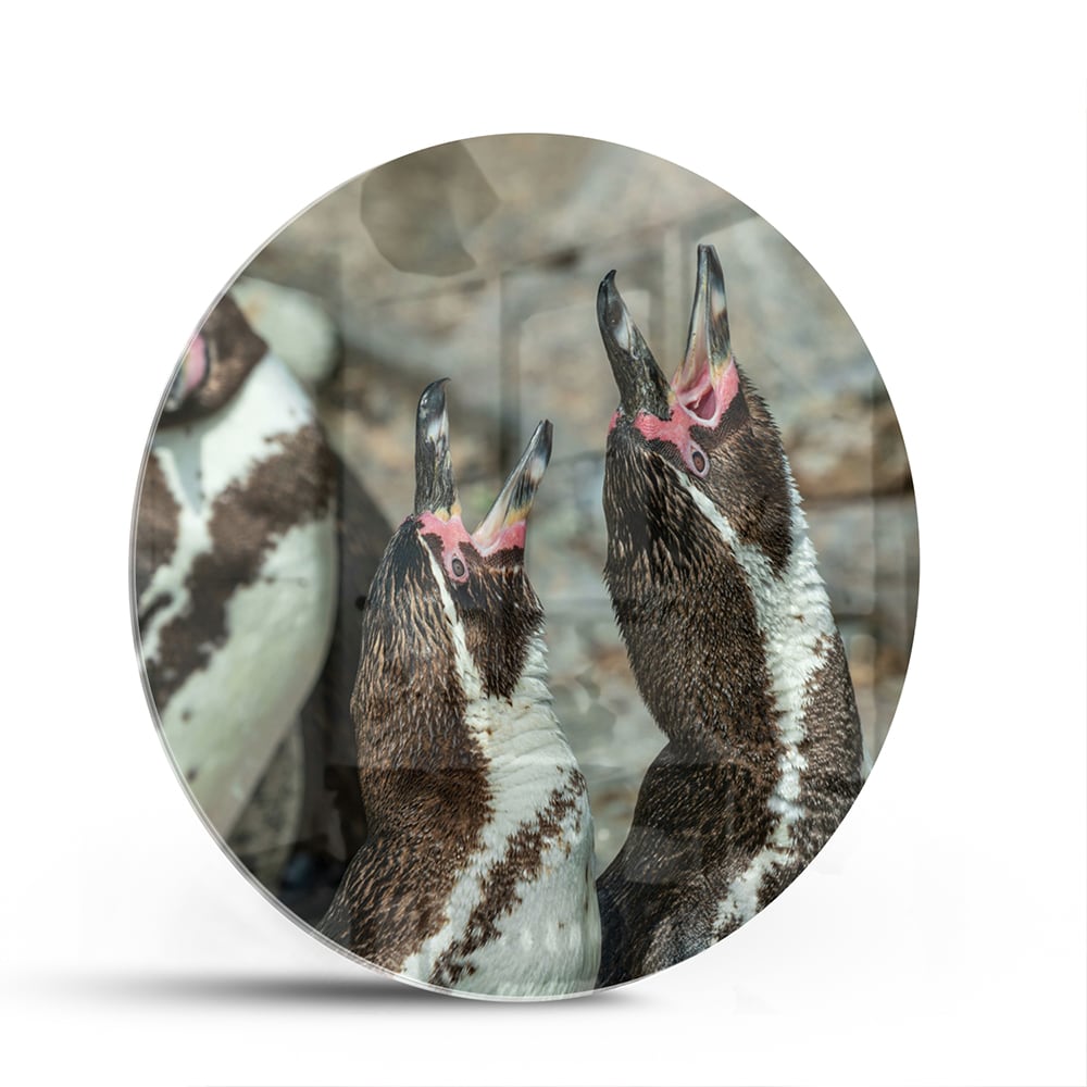 Glas schilderij met vrolijke pinguns op een muur in een modern interieur.