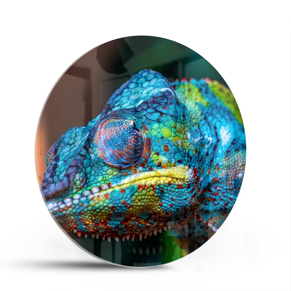 Glazen schilderij van een kleurrijk chameleon hangt aan de muur