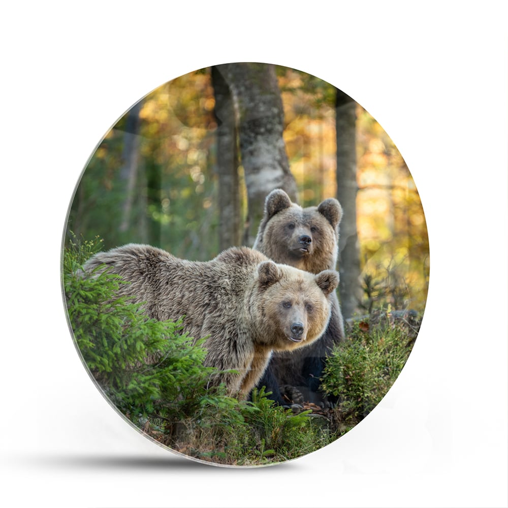 Glazen schilderij met twee schattige beren in een bosrijke omgeving