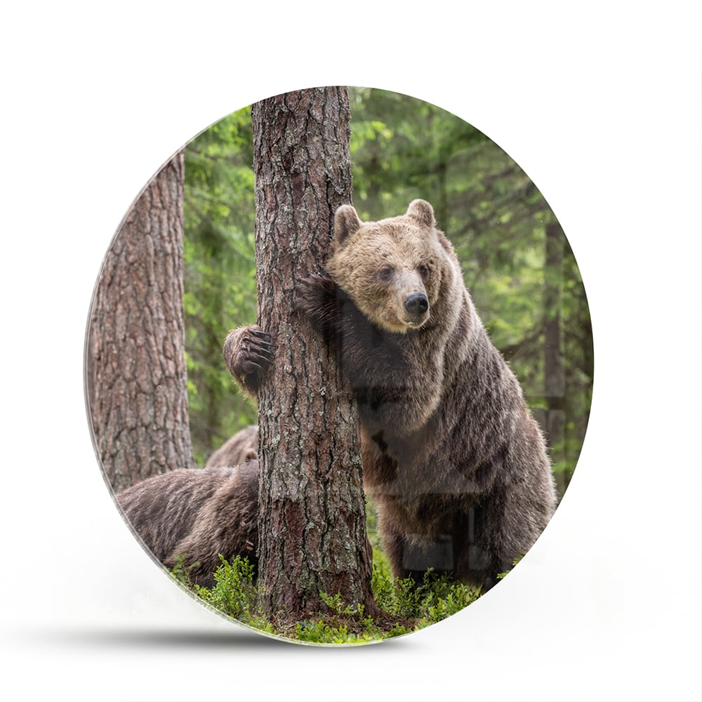 Glazen schilderij van een grizzly beer leunend tegen een boom in de natuur.