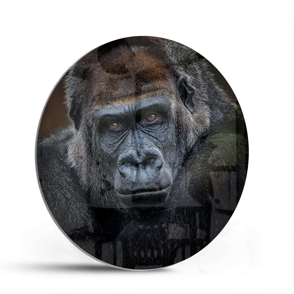 Glazen schilderij van een gorilla in een moderne woonkamer.
