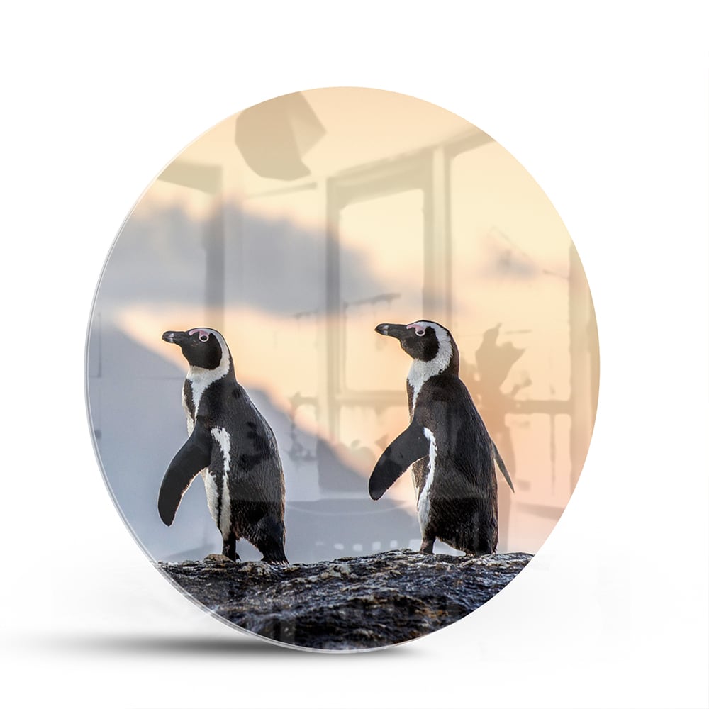 Glazen schilderij van pinguns aan zee met een zonsondergang op de achtergrond