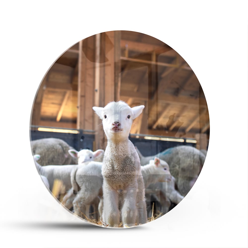 Glazen schilderij met lammetjes in een stal, perfect voor huisdecoratie.
