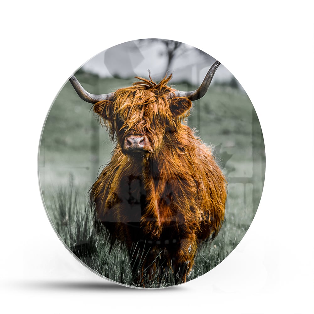Schots Hooglander schilderij op glas in een groene omgeving.