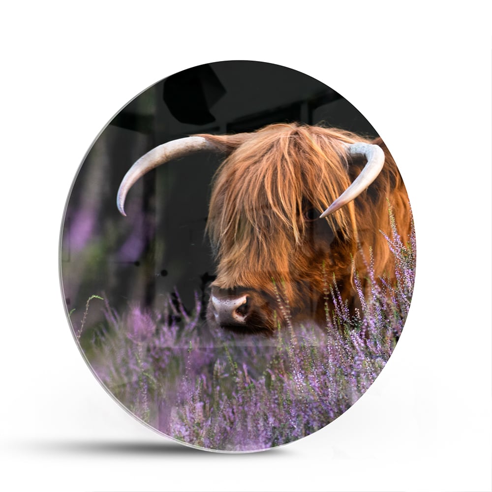 Glazen schilderij van een Schotse Hooglander met lavendel op de achtergrond.