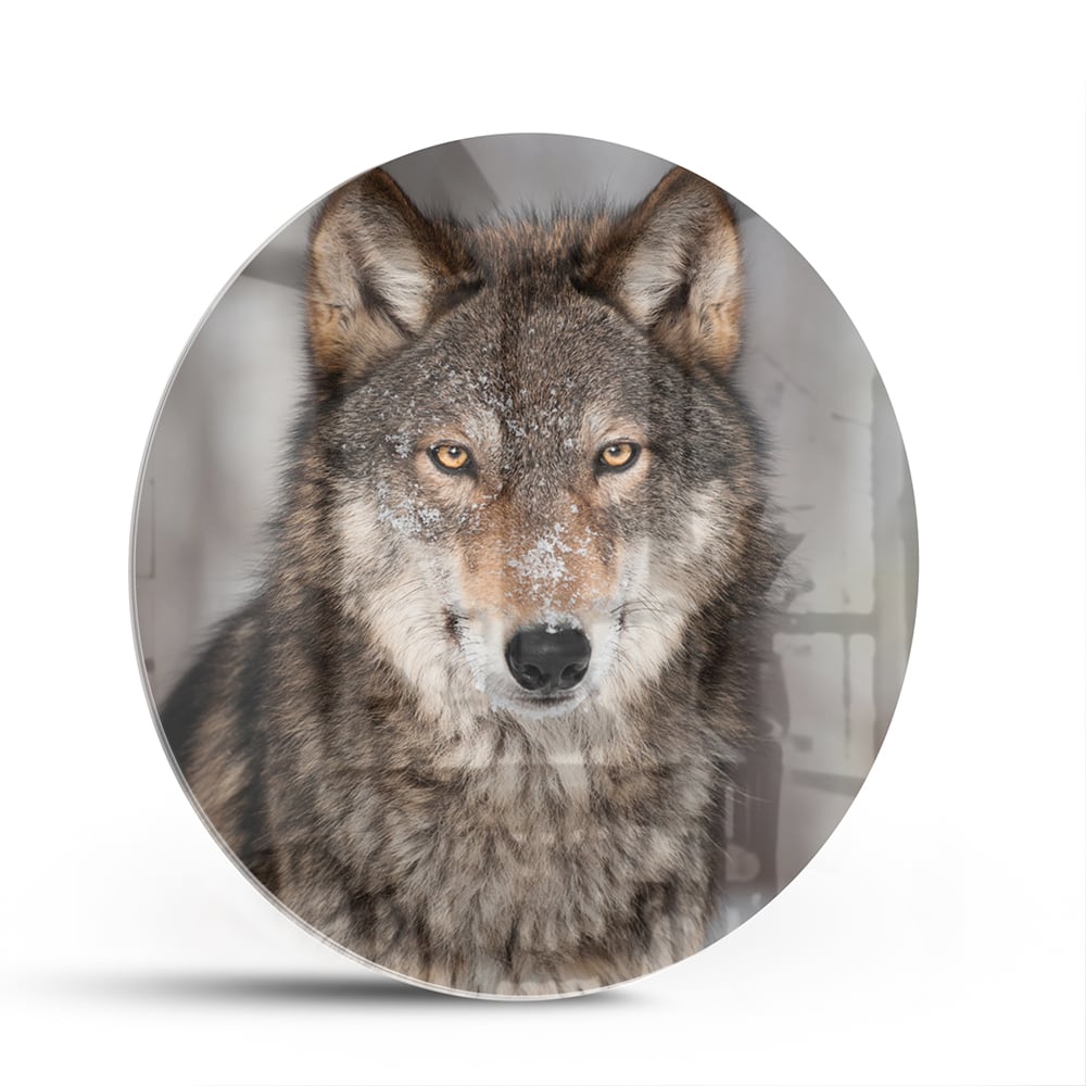 Glazen schilderij van een wolf met indrukwekkende blik in een interieur