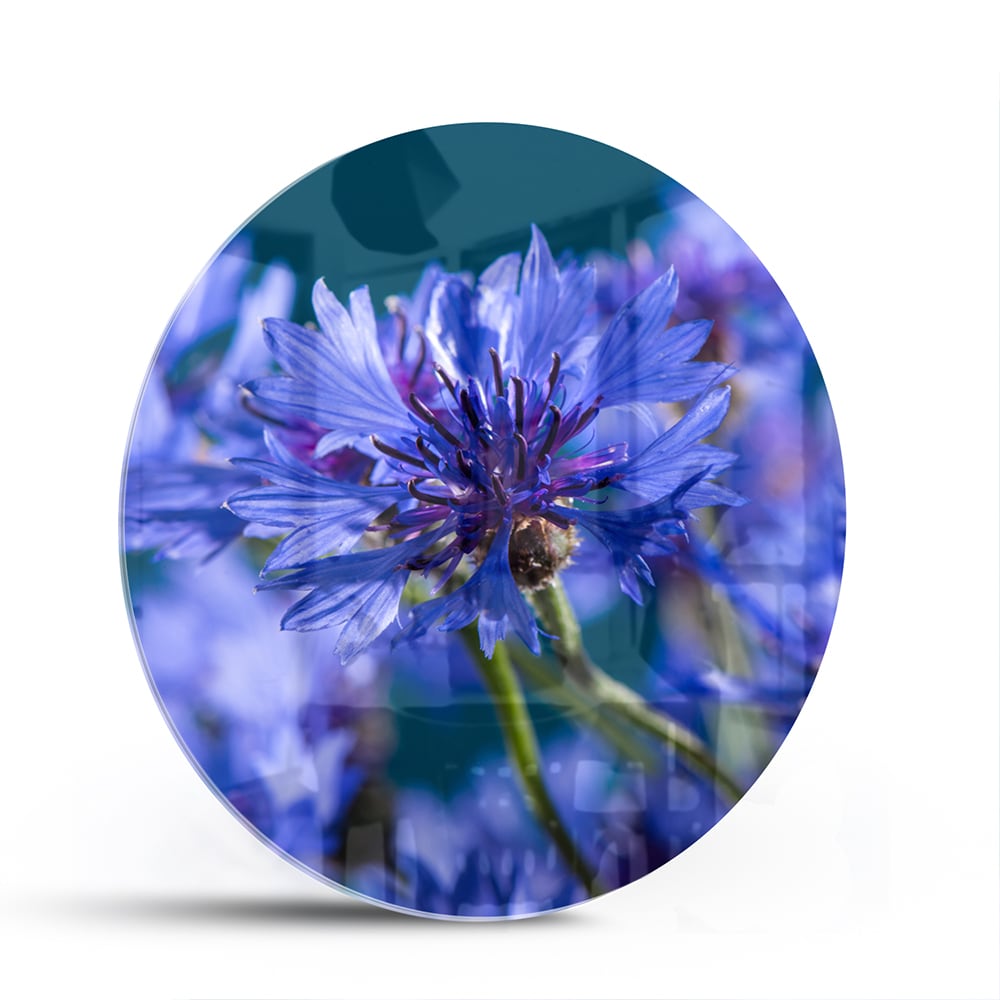 Een glazen schilderij met paarse bloemen op een witte muur, in een sfeervolle woonkamer.