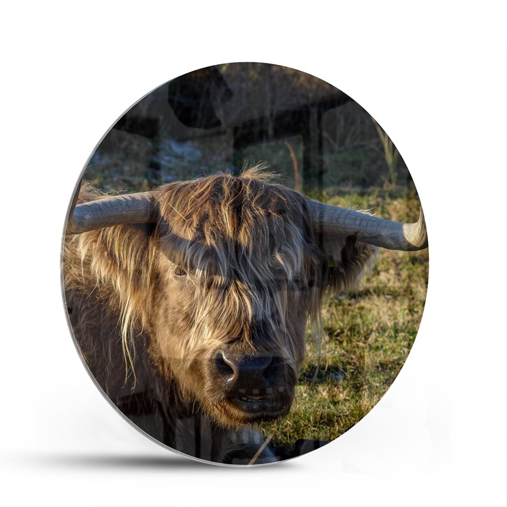 Glazen schilderij van een Highlander rund in een groene omgeving