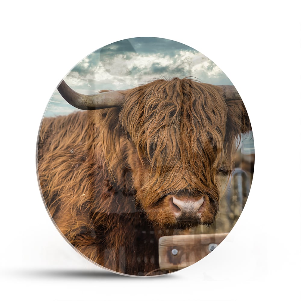 Glas schilderij van een Highlander koe met een mooie achtergrond.