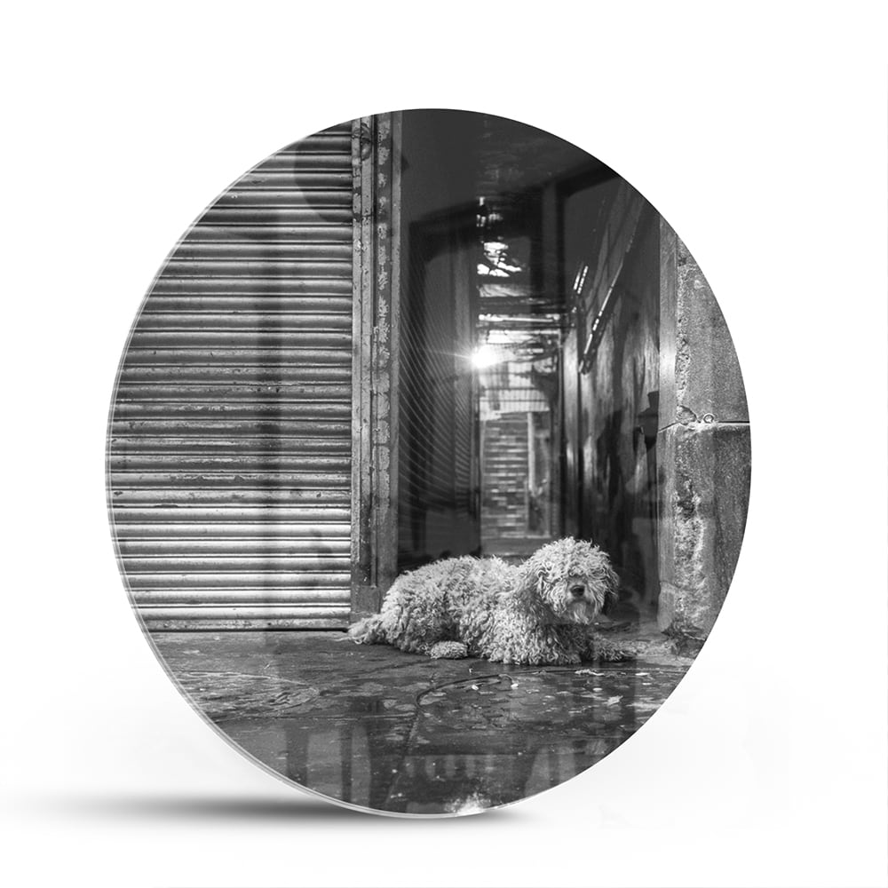 Zwart-wit glazen schilderij van een hond in een regenachtige straat
