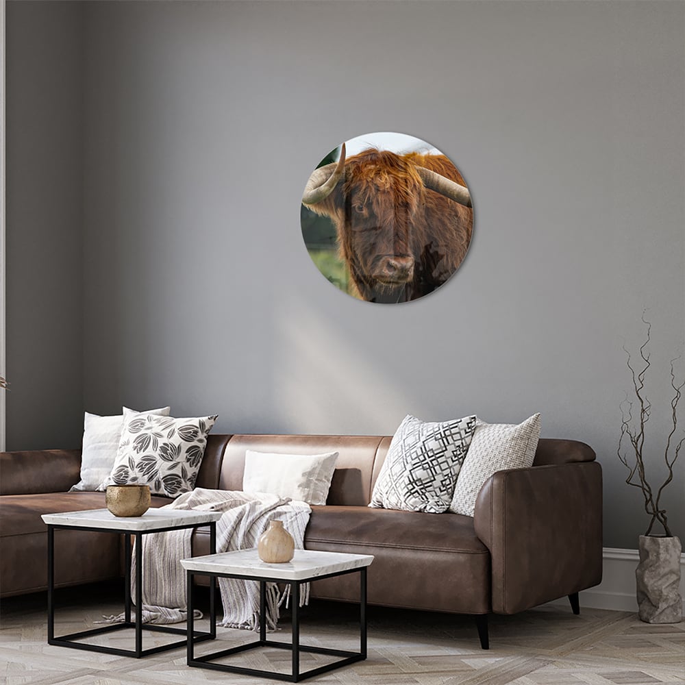 Glas schilderij van een Schotse Hooglander in een moderne woonkamer